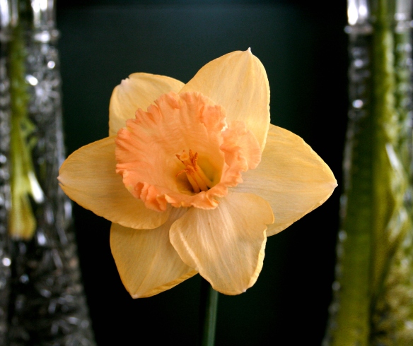 Daffodill2